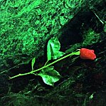 Une rose pour Elanael.