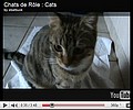 Chats de Rôle : Cats